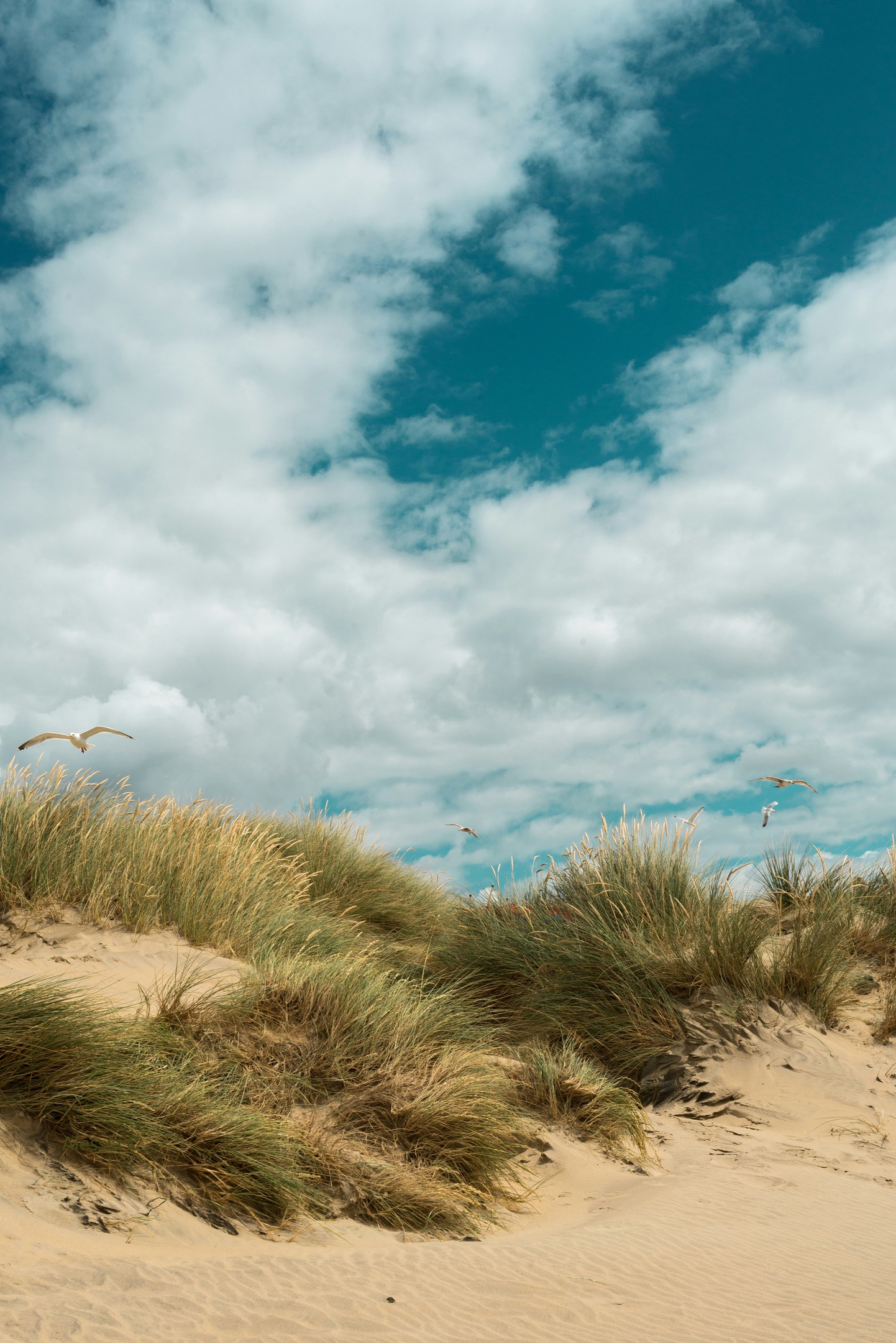 dunes by the sea with seagulls flying